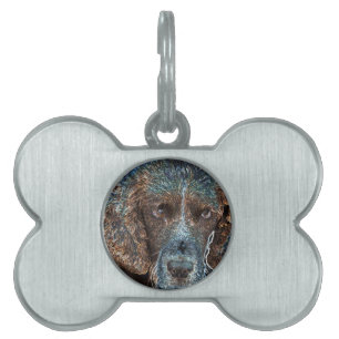 Engelska Springer ID-bricka Husdjur