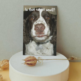 Engelska Springer spanel Hund Funny Birthday Kort
