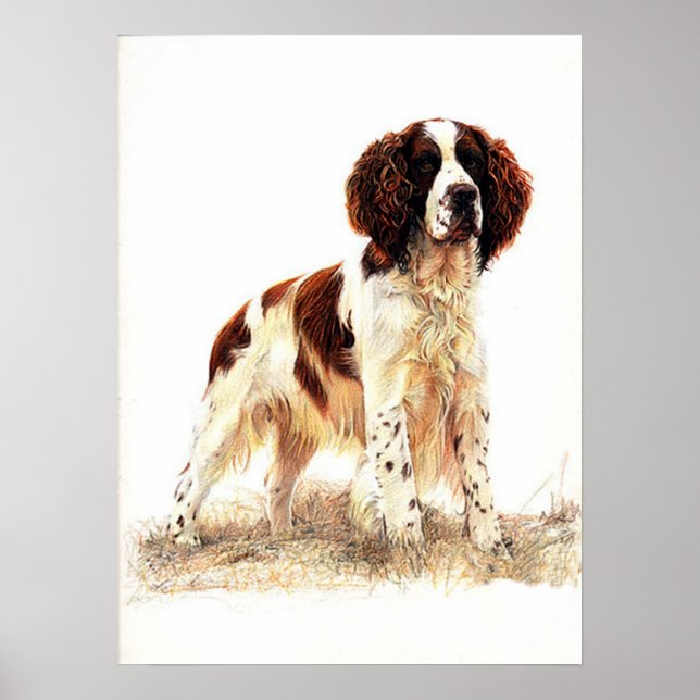 Engelska Springer spanel Hund Porträtt Poster Skri (Framsidan)