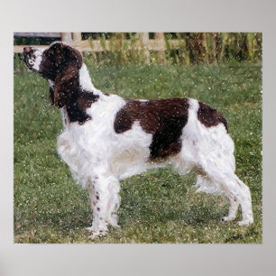 Engelska Springer spanel Hund Porträtt Poster Skri