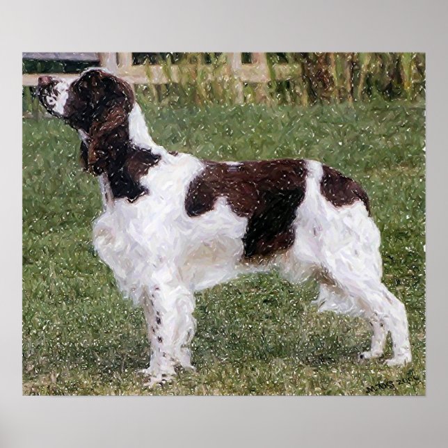 Engelska Springer spanel Hund Porträtt Poster Skri (Framsidan)