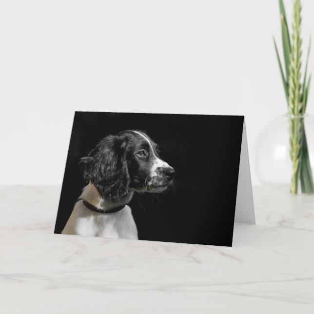 Engelska Springer spanel Kort (Framsida)