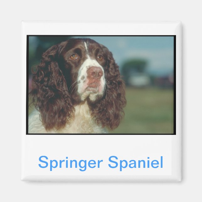 Engelska Springer spanel Magnet (Framsidan)