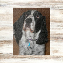 Engelska Springer spanel Pet Photo
