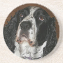 Engelska Springer spanel Pet Photo Sandstone