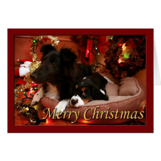 Engelska Springer spanel, Springer spanel, Spanien Hälsningskort