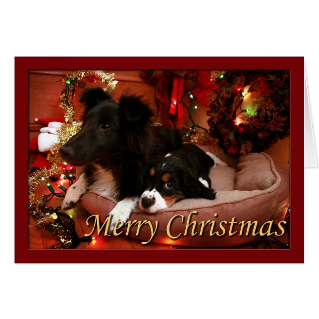 Engelska Springer spanel, Springer spanel, Spanien Hälsningskort (Framsidan Horizontal)