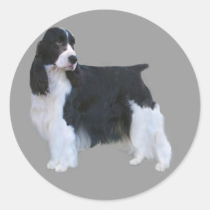 Engelska Springer spanel Sticker Runt Klistermärke