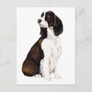 Engelska Springer Spanelsk Hund Art Postcard Vykort
