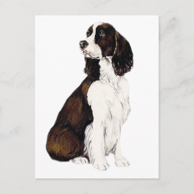 Engelska Springer Spanelsk Hund Art Postcard Vykort (Framsida)