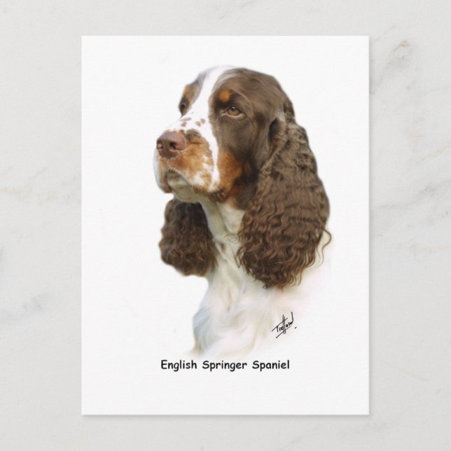 Engelska Springer Spaniel 8M15D-05 Vykort (Framsida)