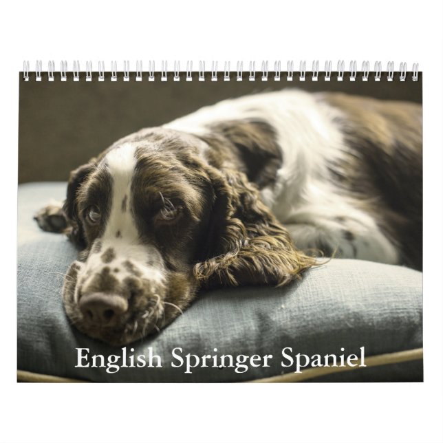 Engelska Springer Spansk kalender (Omslag)