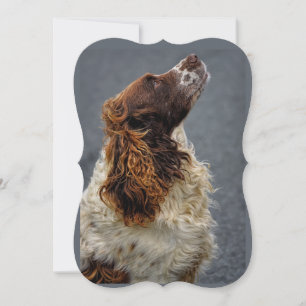 Engelska Springer Spansk lever & White Tittar upp