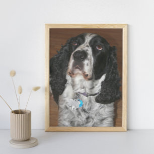 Engelska Springer Spansk Pet Hund Fototryck