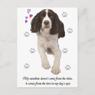 Engelska Springer Spanska Hund Vykort