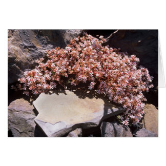 Engelska Stonecrop Hälsningskort