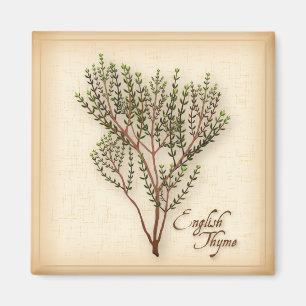 Engelska Thyme Herb Magnet