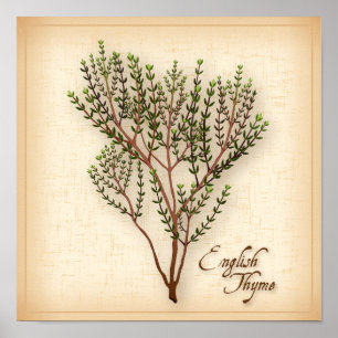 Engelska Thyme Herb Poster