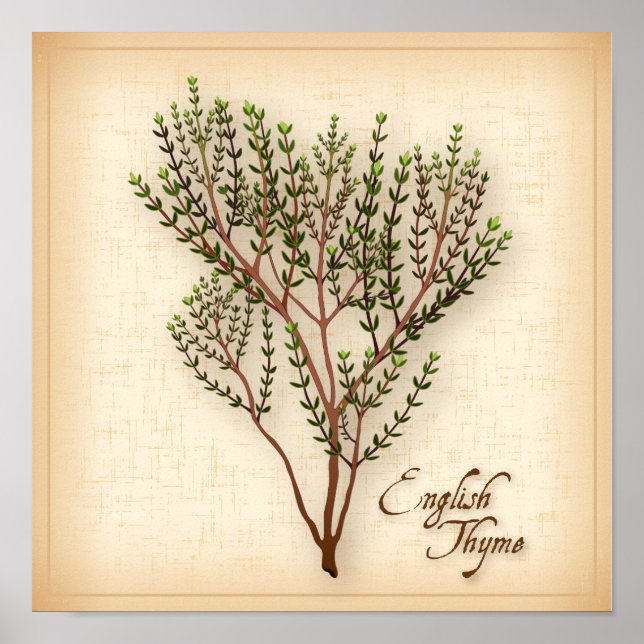 Engelska Thyme Herb Poster (Framsidan)