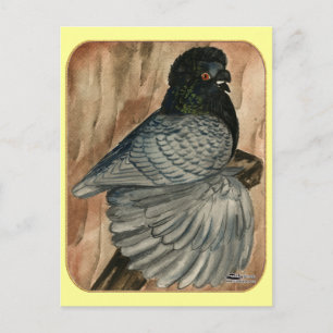 Engelska Trumpeter Pigeon: 1980 Andalusien Vykort