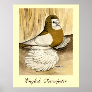 Engelska Trumpeter Pigeon Gult Magpie Poster