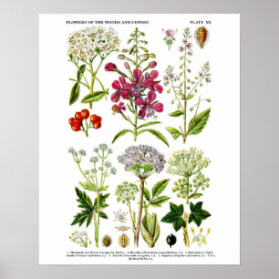 Engelska Wildblommor Botanical art print no. 4 Poster