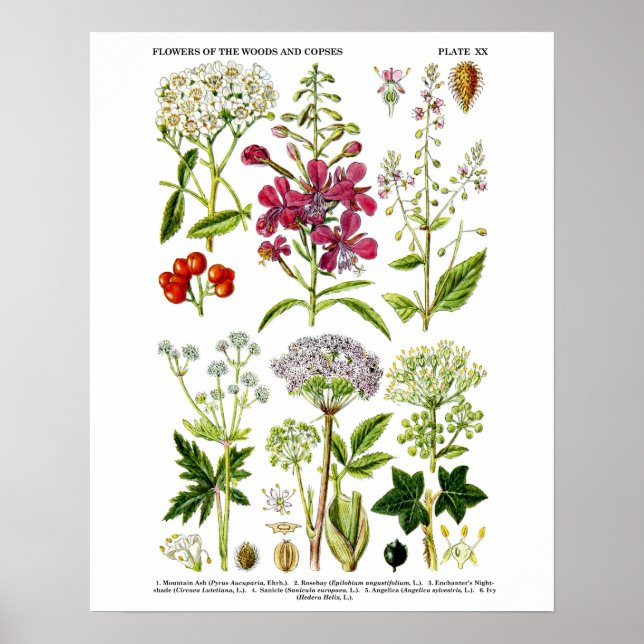 Engelska Wildblommor Botanical art print no. 4 Poster (Framsidan)
