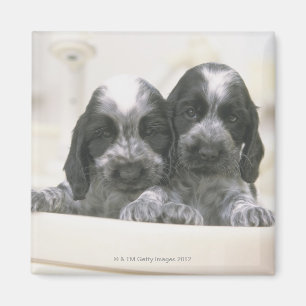 EngelskacockerspanielSpaniel Magnet