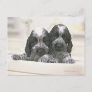 EngelskacockerspanielSpaniel Vykort
