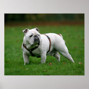 Engelskt bulldoggaffischtryck poster