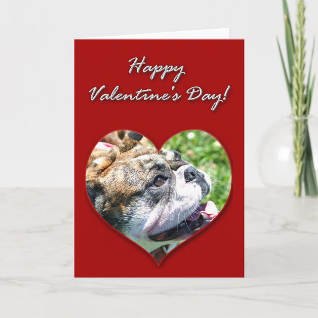 Engelskt bulldoggvalentines daykort helgkort (Framsida)