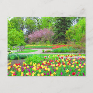 Engelskt Garden Tulip-vykort Vykort