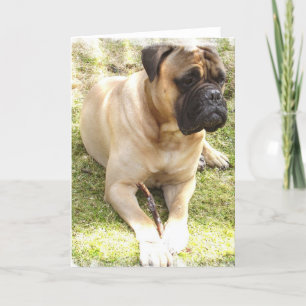 Engelskt Mastiff Greeting Card Kort