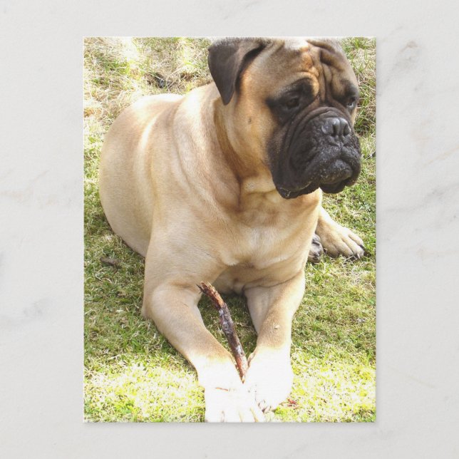 Engelskt Mastiff Postcard Vykort (Framsida)