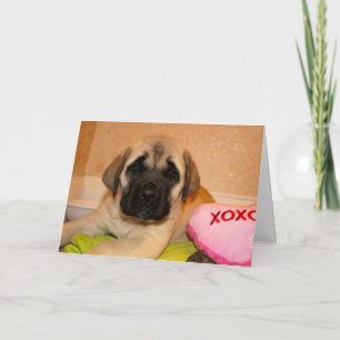 Engelskt Mastiff Puppy Valentine Card Helgkort