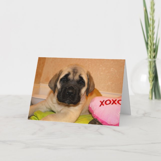 Engelskt Mastiff Puppy Valentine Card Helgkort (Framsida)