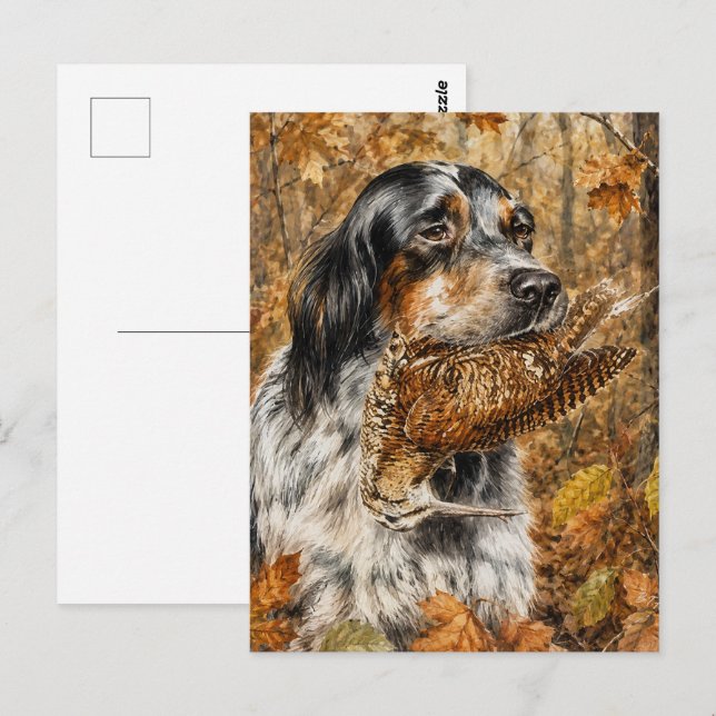 Engelskt Setter , morkulla jakt  Vykort (Fram/baksida)