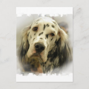 Engelskt Setter vykort