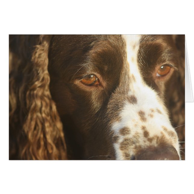 Engelskt Springer Spaniel Hund Anpassad Inre Medde OBS Kort (Framsidan Horizontal)