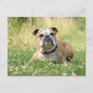 Engelskt vykort för bulldog