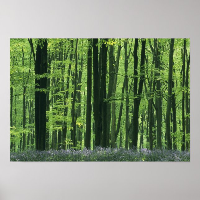 England, Beech Forest & Bluebells Poster (Framsidan)