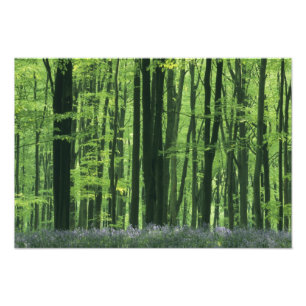 England, bokskog & blåklockor fototryck