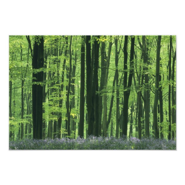 England, bokskog & blåklockor fototryck (Framsidan)