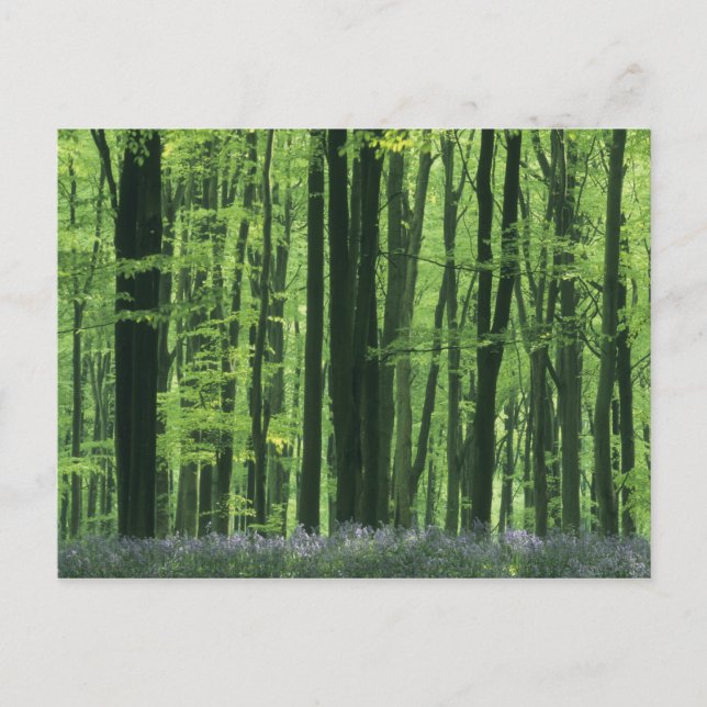 England, bokskog & blåklockor vykort (Framsida)
