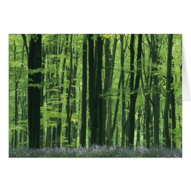 England, bokskog & blåsippor hälsningskort (Framsidan Horizontal)