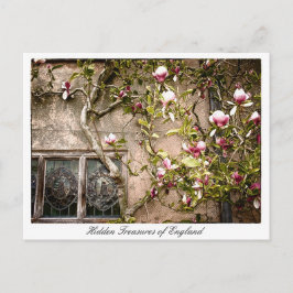 Englands, Magnolia Flowers, Storbritannien Vykort