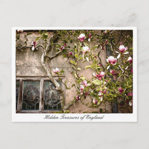 Englands, Magnolia Flowers, Storbritannien Vykort
