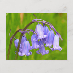 English Bluebell Flower Postcard Vykort