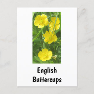 English Buttercups vykort