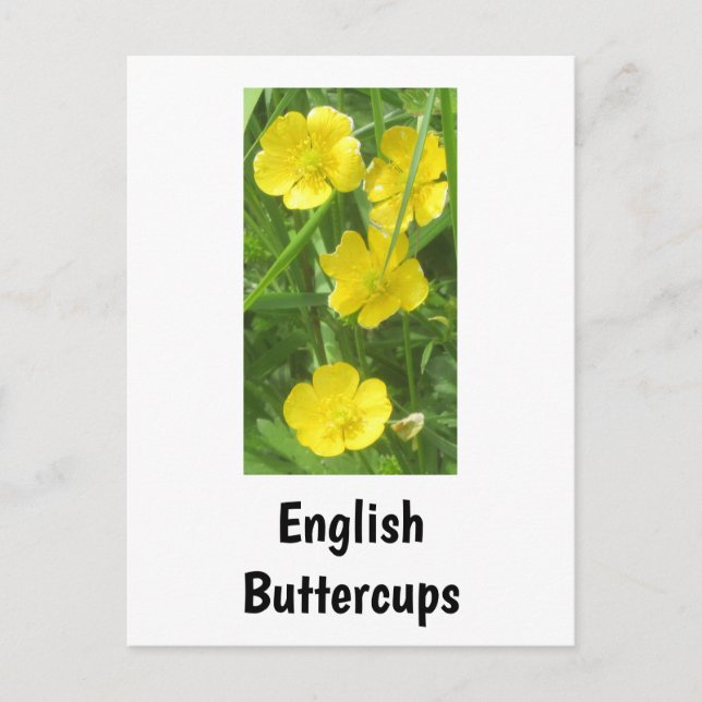 English Buttercups vykort (Framsida)